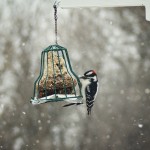 On birds and dying and women’s voices