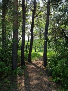 path in the woods