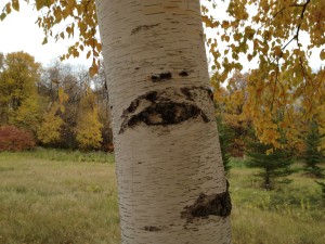 September, season, between, birch