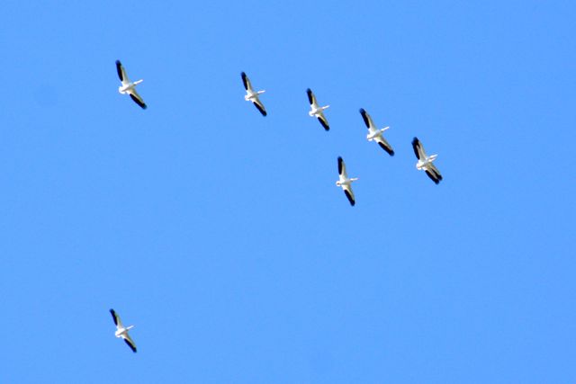 pelicans